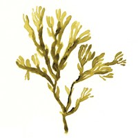 Suspended Seaweed I Fine Art Print