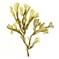 Suspended Seaweed I Fine Art Print