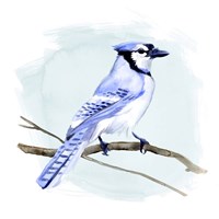 Coastal Blue Jay I Fine Art Print
