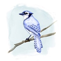 Coastal Blue Jay II Fine Art Print