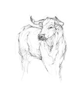 Bull Study I Framed Print