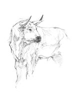 Bull Study II Framed Print