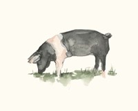 Grazing Farm Animal IV Fine Art Print