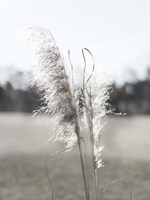 Ethereal Pampas I Fine Art Print