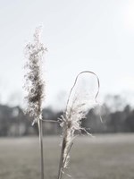 Ethereal Pampas II Fine Art Print