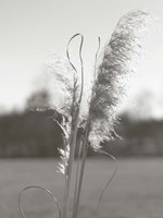 Ethereal Pampas III Fine Art Print
