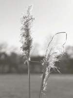 Ethereal Pampas IV Fine Art Print