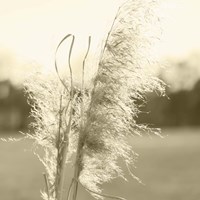 Ethereal Pampas VI Fine Art Print