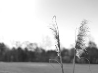 Ethereal Pampas VII Fine Art Print