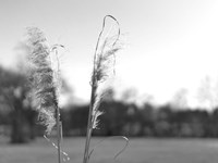 Ethereal Pampas VIII Fine Art Print