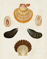 Knorr Shells I Fine Art Print