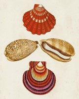 Knorr Shells II Fine Art Print