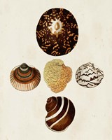 Knorr Shells V Fine Art Print
