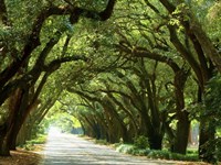 Canopy Road I Fine Art Print