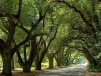 Canopy Road II Fine Art Print