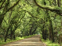 Canopy Road III Fine Art Print