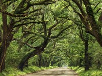 Canopy Road IV Fine Art Print