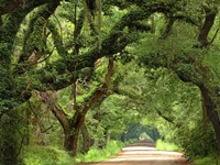 Canopy Road V Fine Art Print