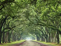 Canopy Road VI Fine Art Print