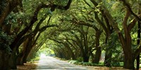 Canopy Road Panorama I Fine Art Print