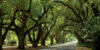 Canopy Road Panorama II Fine Art Print