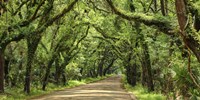 Canopy Road Panorama III Fine Art Print