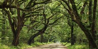 Canopy Road Panorama IV Fine Art Print