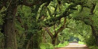 Canopy Road Panorama V Fine Art Print