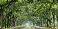 Canopy Road Panorama VI Fine Art Print