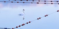 Swan and Ropes Fine Art Print