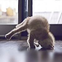 Cat Yoga X Framed Print