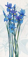 Blue Iris Panel I Fine Art Print