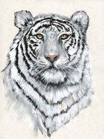 White Tiger II Fine Art Print