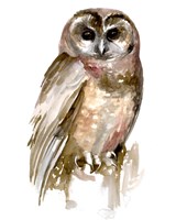 Watercolor Owl II Fine Art Print