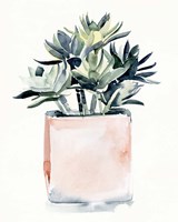 Potted Succulent IV Fine Art Print