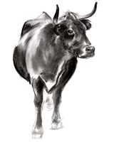 Charcoal Cattle I Fine Art Print