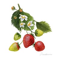 Strawberry Study I Framed Print