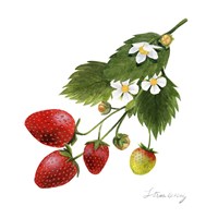 Strawberry Study II Framed Print