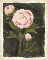 Vintage Peonies I Fine Art Print