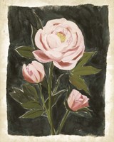 Vintage Peonies II Fine Art Print