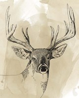 Burnished Buck I Framed Print