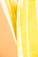 Hot House I Fine Art Print