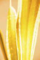 Hot House II Fine Art Print