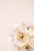 Bleach Blonde I Fine Art Print