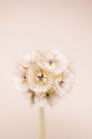 Bleach Blonde II Fine Art Print