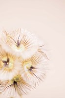 Bleach Blonde III Fine Art Print