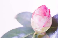 Halogen Bloom I Fine Art Print