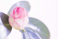 Halogen Bloom II Fine Art Print