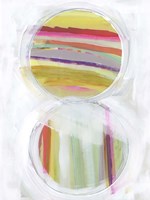 Art in Whites VIII Fine Art Print