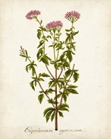 Antique Herb Botanical I Fine Art Print